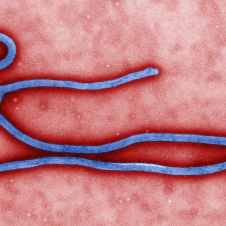 L'OMS enquête actuellement sur des dérives liés à la gestion de la maladie à virus Ébola en RD Congo Crédit photo: virus Ebola, CDC Global